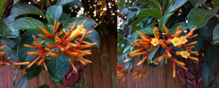 [This tree has dark green oval leaves with clumps of blooms extending from the ends. The clumps have approximately two dozen long thin orange tubes from which the very tips will open into a yellow bloom with tiny petals at the end and a long tube-like throat. The image on the left has one bloom open. The image on the right has four blooms open. All the rest are completely closed orange cylinders.]